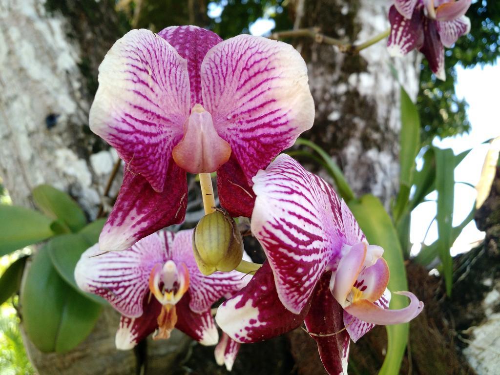 Morada Das Palmeiras Barra Grande  Exteriér fotografie