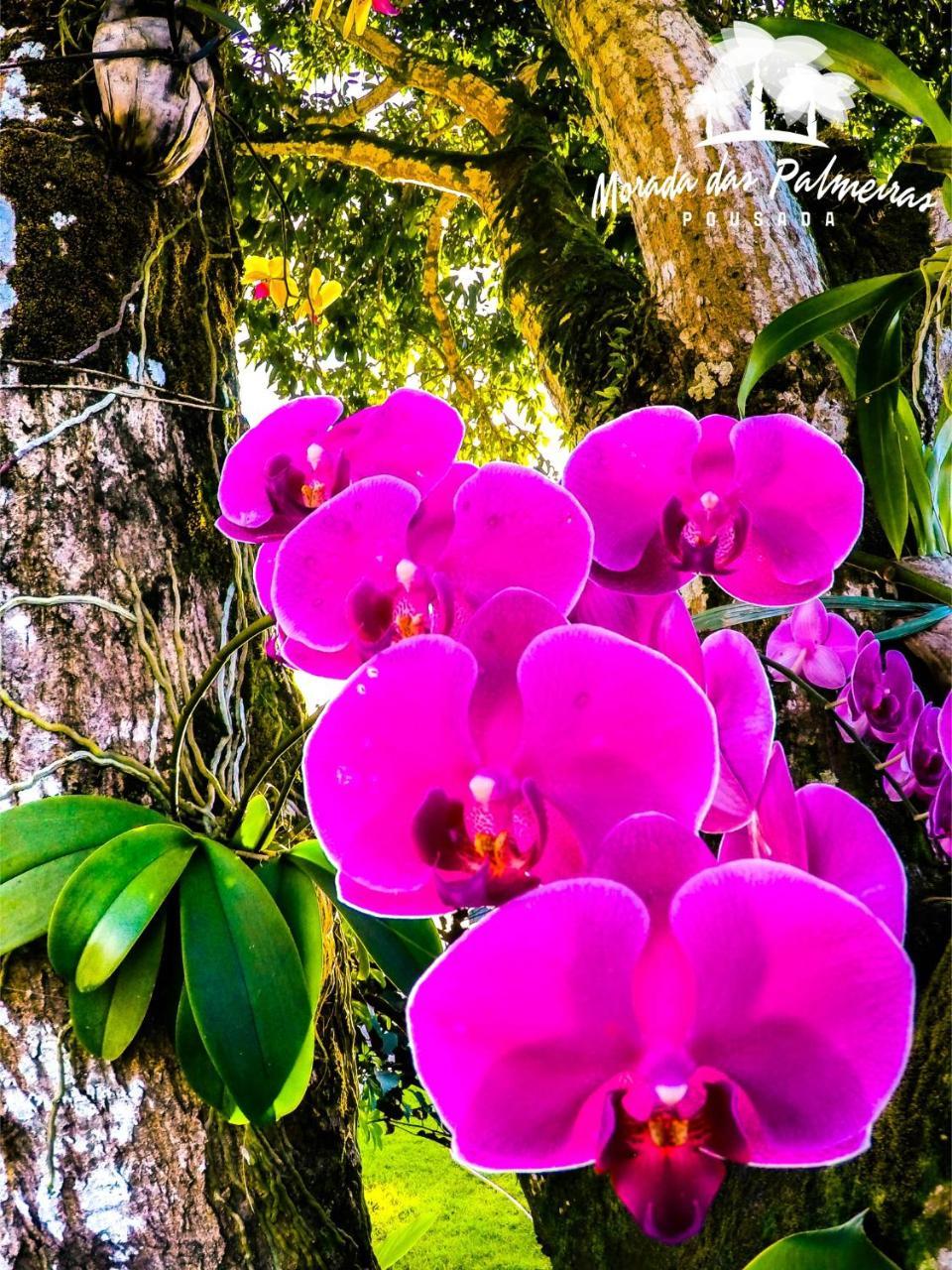 Morada Das Palmeiras Barra Grande  Exteriér fotografie
